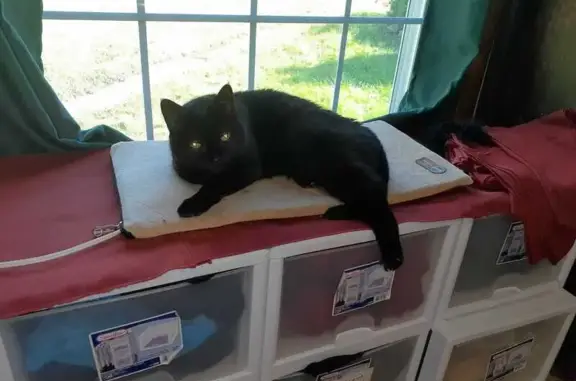 Missing Black Cat in Waltham, VT