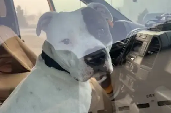 Found: Young Male White Pitbull, St. Paul