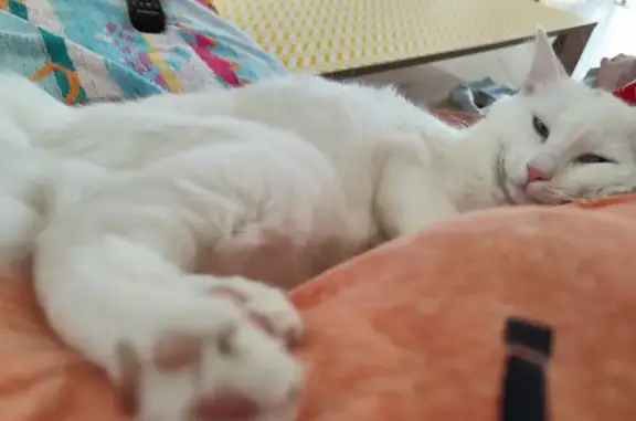 Animaux perdus , photo: Chatte blanche perdue, Mauquenchy