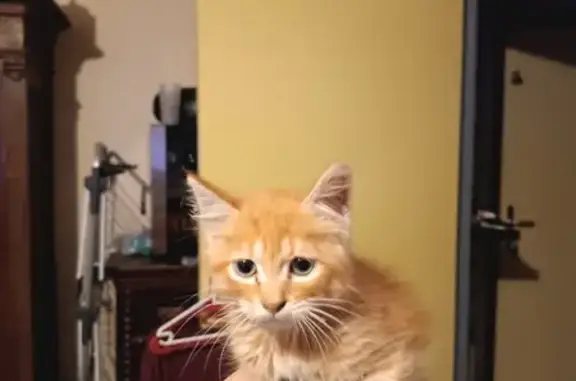 Chat trouvé , photo: Chaton roux trouvé, Les Avenières