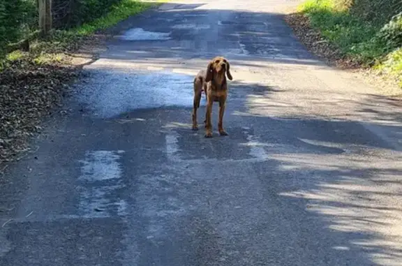 Chien craintif signalé route du Fort - photo