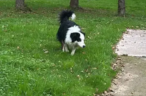 Chien trouvé: berger australien à Vertou - photo