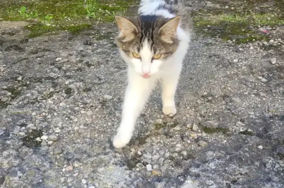 Chatte perdue, maigre, rue Louis Dauzier - photo