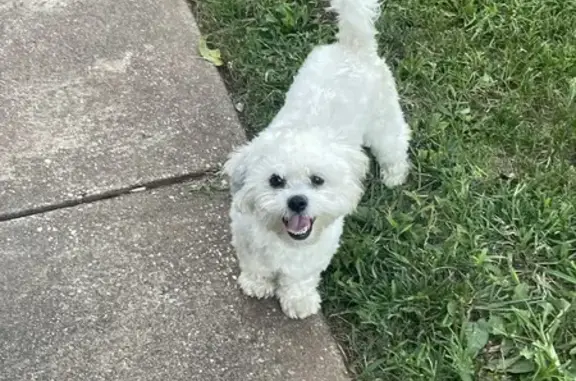 Lost Shih Tzu on Centreville Rd - Help!