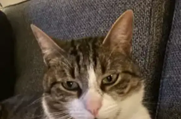 Animaux perdus Bourgogne-Franche-Comté, photo: Chat tigré perdu à Bagneaux, répond Gribouille