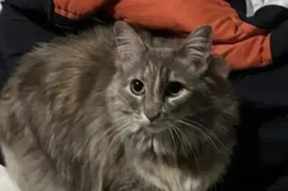 Lost Grey Longhaired Cat in Ozark