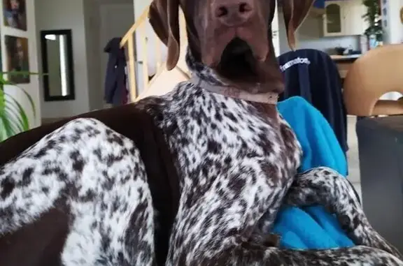 Chien perdu , photo : Chien perdu : Eliot, braque allemand sociable