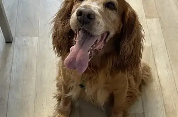Chien perdu à Castelnaudary aujourd'hui - photo