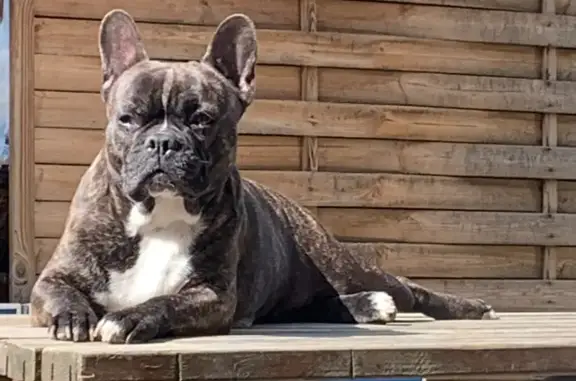 Chien perdu Toulouse, photo : Bouledogues perdus Rue André Clou, Toulouse