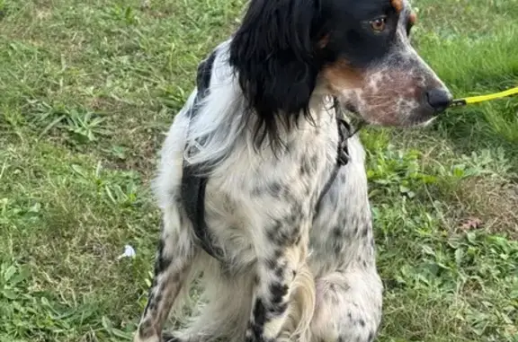 Chien trouvé Nouvelle-Aquitaine, photo: Setter anglais trouvé à Tosse aujourd'hui