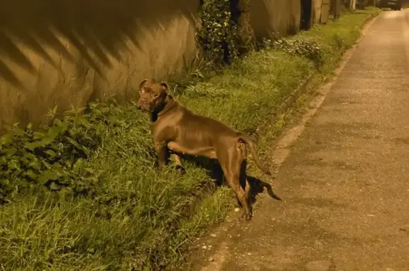 Chien trouvé , photo: Chien trouvé ce soir à Meslay-le-Grenet