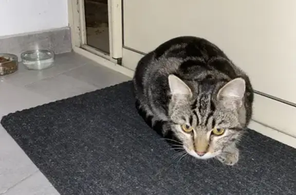 Chat trouvé , photo: Chaton tigré mâle trouvé à Sorgues