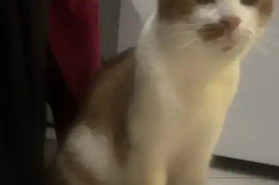 Chat roux et blanc trouvé à Troyes - photo