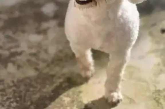 Chien perdu , photo : Chienne bichon frisé perdue à Seuillet