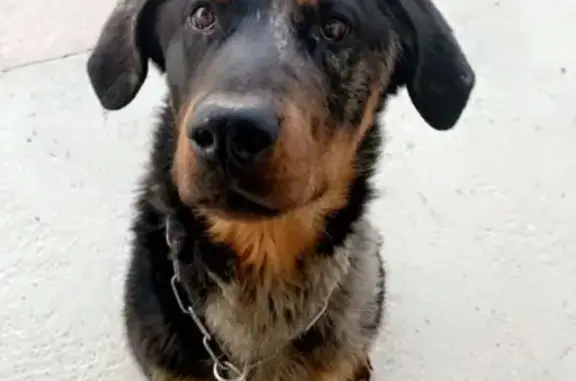 Chien perdu Chalamont, photo : Beauceron Arlequin perdu à Chalamont