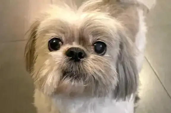 Lost 14-Year-Old Shih Tzu in Montebello