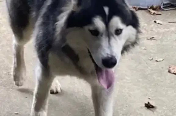 Sweet Male Husky Found at Chestnut Park