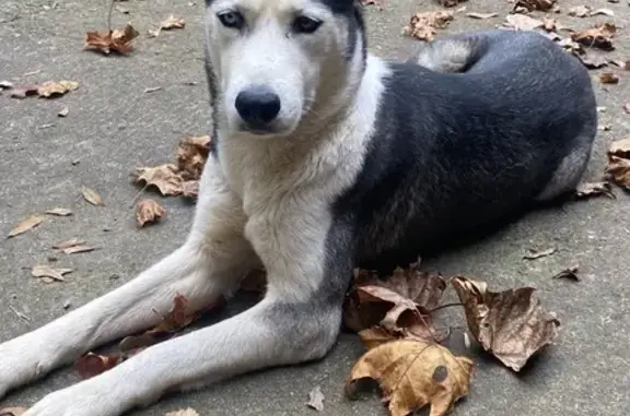 Sweet Female Husky Found in Flowery Branch