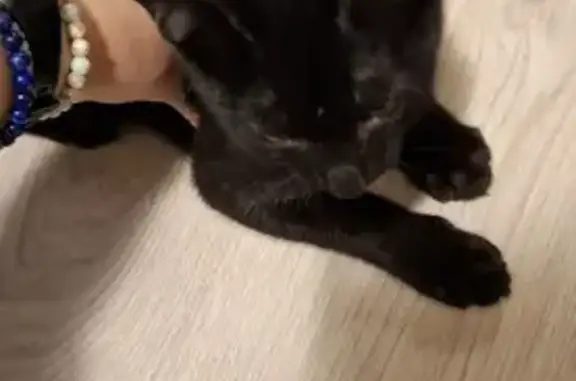 Chaton mâle trouvé près d'Aldi, Bordeaux - photo