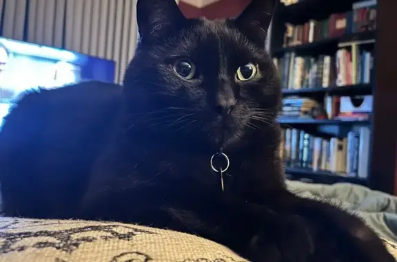 Lost: Friendly Black Cat 'Zeus' in Livonia