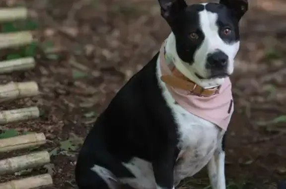 Lost Dog: Gigi Missing in Auburn, MA