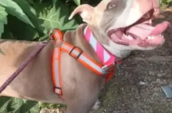 Missing: Hazel-Eyed Pitbull Named Nova