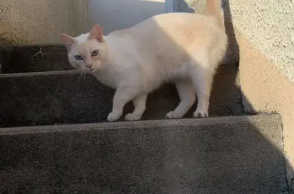 Chat disparu à Doué-en-Anjou - photo