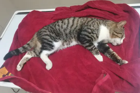 Chat tigré mâle blessé, soins à Tonneins - photo