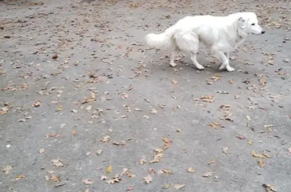 Chien trouvé Iffendic, photo: Chien errant sociable trouvé à Iffendic