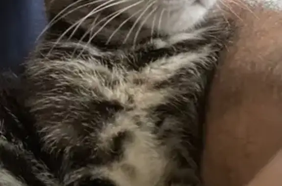 Chaton tigré gris perdu à Valgelon-La Rochette - photo