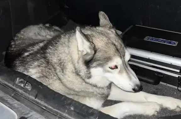 Husky femelle grise trouvée à Oraison - photo