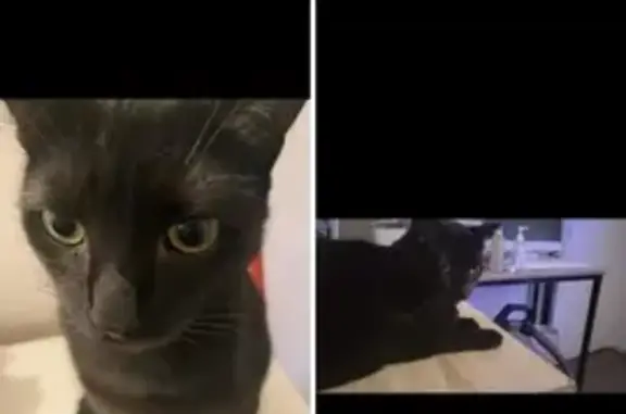 Chat perdu, , photo: Chat noir disparu à Saint-Quentin