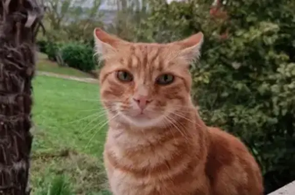 Chat trouvé , photo: Chat roux mâle castré trouvé à Le Castera