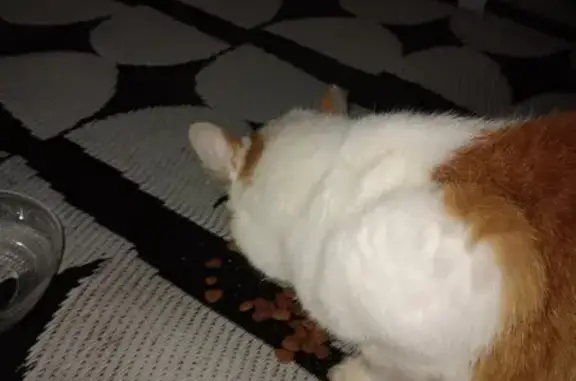 Chatte rousse et blanche trouvée au Mans - photo
