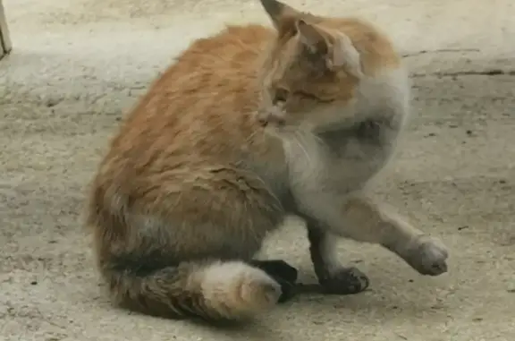 Chat trouvé Mézeray, photo: Chat roux et blanc trouvé à Mézeray