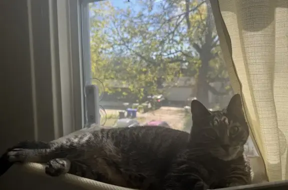 Lost Grey Tabby Cat on Oak Street