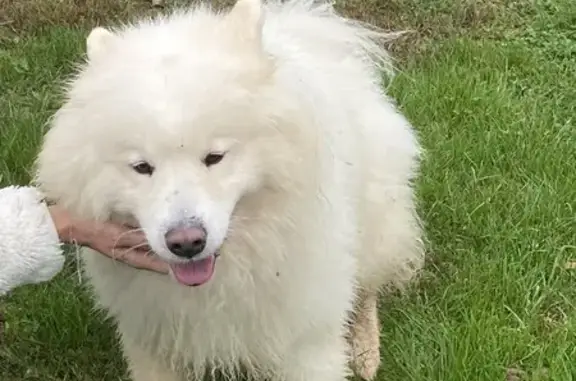 Chien trouvé Dolomieu, photo: Chien mâle blanc trouvé à Dolomieu