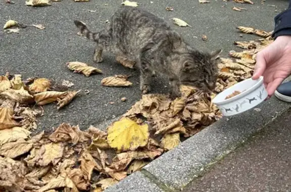 Chat mâle non castré trouvé à Tourcoing - photo