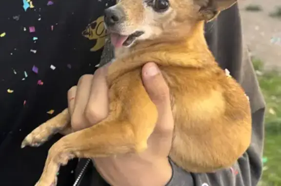 Lost Senior Deaf Chihuahua in Las Vegas