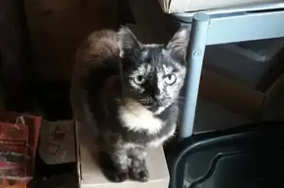 Chatte écaille trouvée Rue Cheval du Vernoy - photo