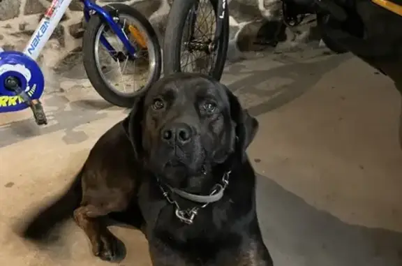 Chien trouvé , photo: Chienne croisée blessée trouvée à Bringolo