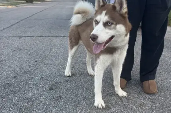 Found: Brown & White Husky in Grove City