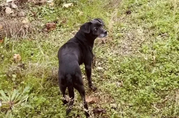 Chienne noire 16 ans perdue à Louzignac - photo