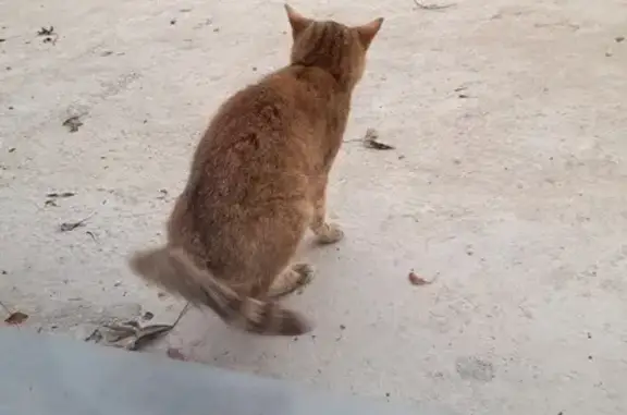 Chatte maigre aperçue Chemin du Marais - photo