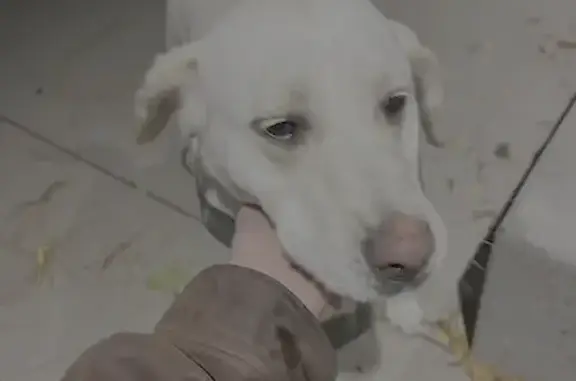 Found: Sweet White Lab Near Main St NE