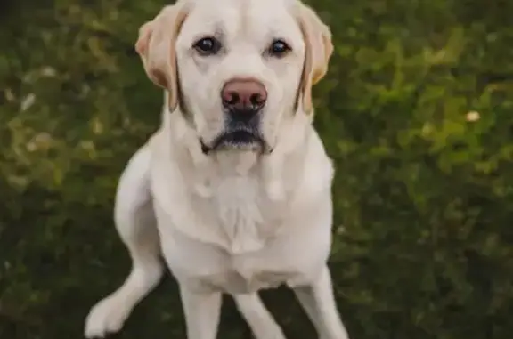 Missing Yellow Lab on Muth Drive, Orinda