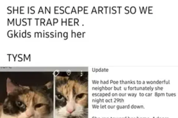 Help Find Calico Cat: Margaret Drive