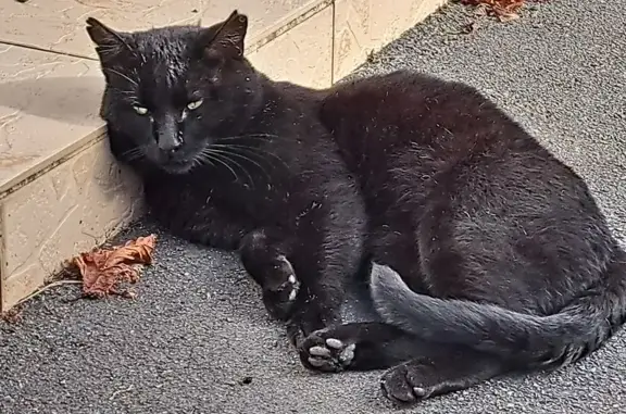 Chat trouvé en mai à Fontivillié - photo
