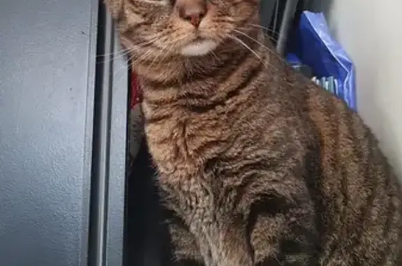 Animaux perdus Charenton-le-Pont, photo: Chat mâle 10 ans perdu à Charenton
