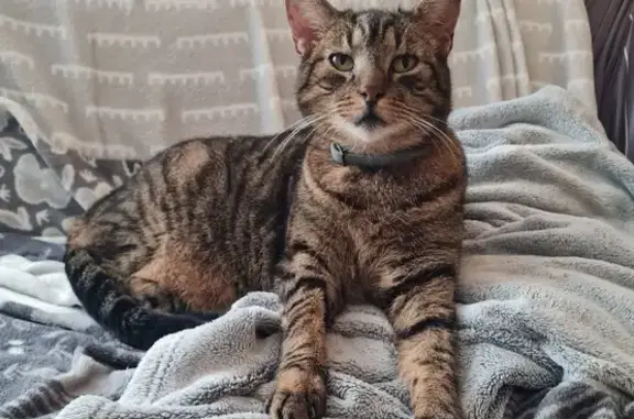 Minou, chat tigré 13 ans perdu à Wissembourg - photo